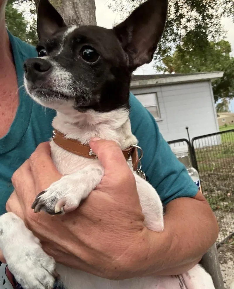 Stella