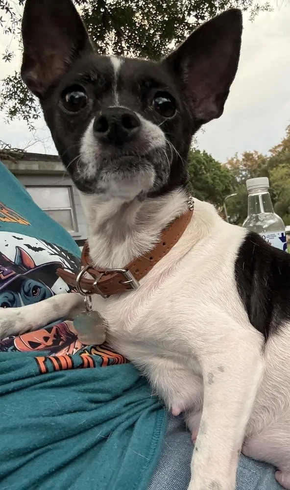 Stella thumbnail 2