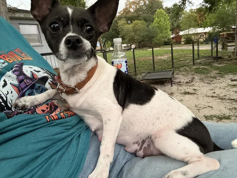 Stella thumbnail 3