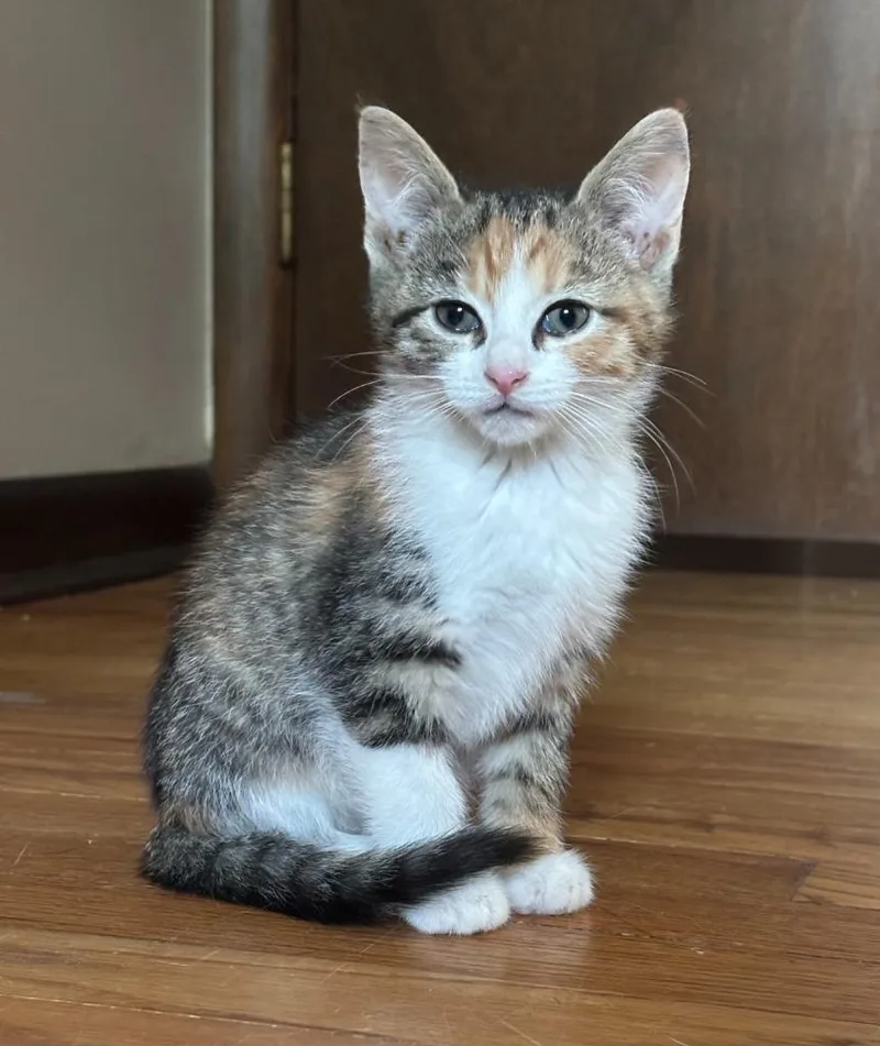 A baby small-sized female Domestic Short Hair cat named Brandy for adoption in Rockford, IL