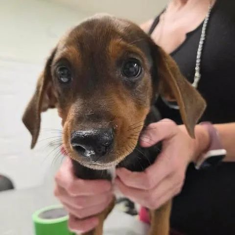 A baby small-sized male Black Hound dog named Hooper for adoption in Fredericksburg, VA