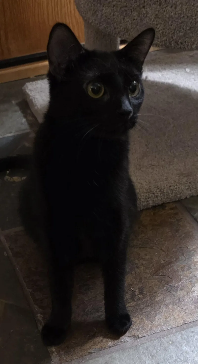 A young medium-sized male Black Domestic Short Hair cat named Sumac for adoption in Glendale, AZ