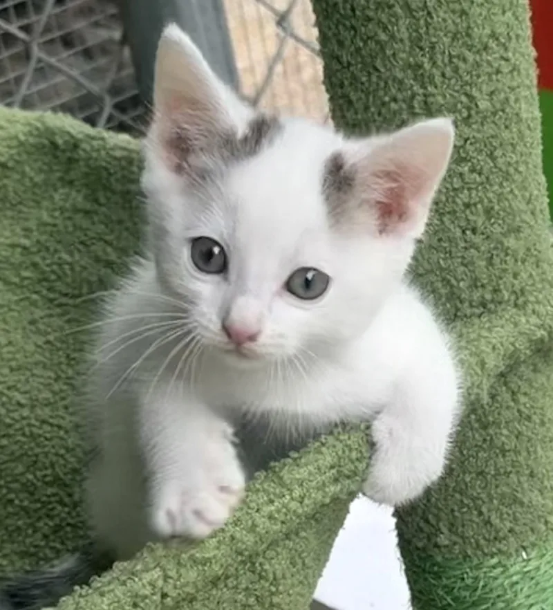 A baby medium-sized male White Domestic Short Hair cat named Saltie for adoption in Pittsburgh, PA