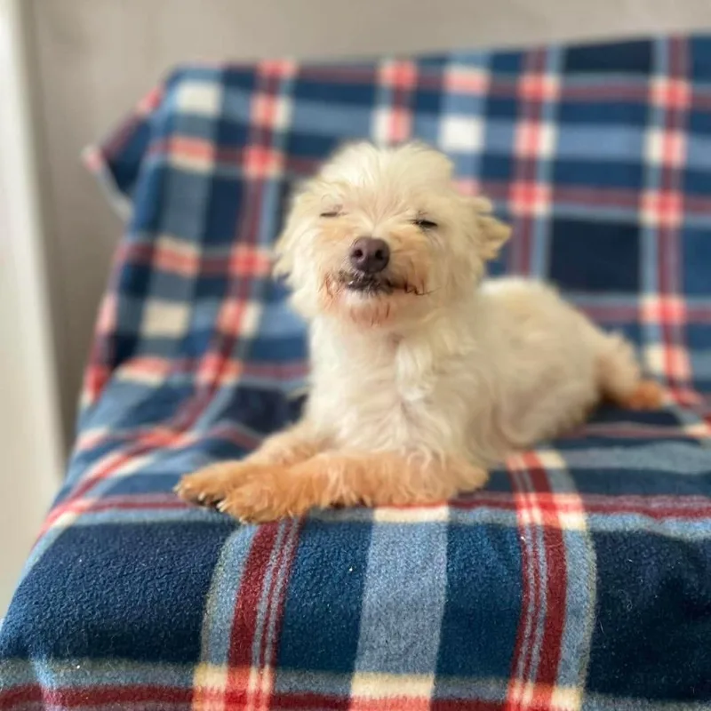 A senior small-sized male White / Cream Maltese dog named Lemon Drop for adoption in Jackson, MO