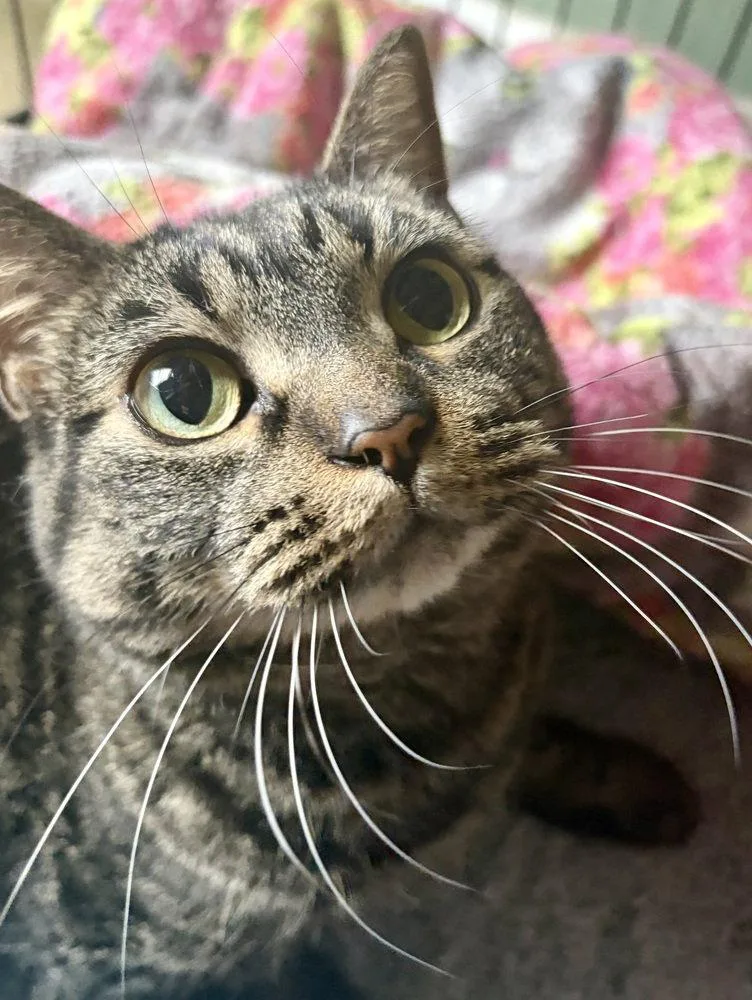 An adult large-sized female Gray / Blue / Silver Domestic Short Hair cat named Ari for adoption in O'Fallon, MO