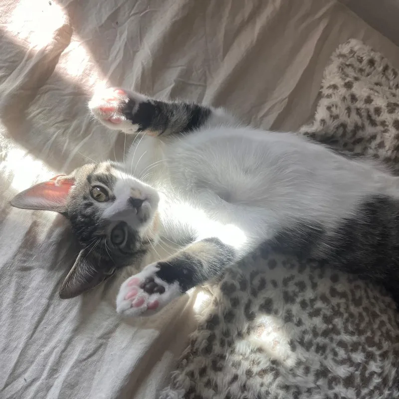 A baby small-sized male White Domestic Short Hair cat named Pepper for adoption in San Antonio, TX