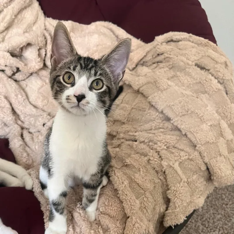Pepper thumbnail 2