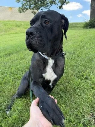 An adult extra large-sized female Black Mastiff dog named Rockette for adoption in Kansas City, MO