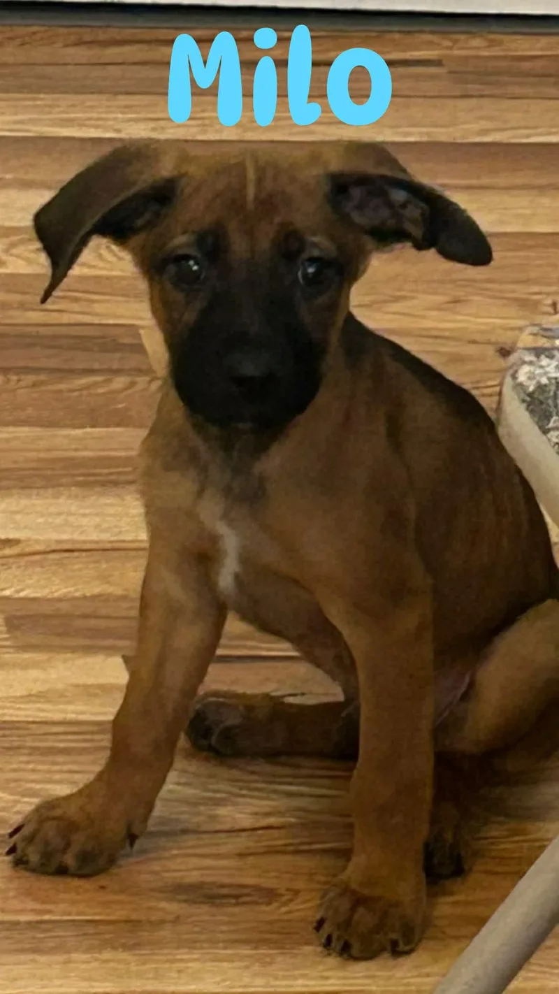 A young medium-sized male Golden Dutch Shepherd dog named Milo for adoption in Thornton, CO
