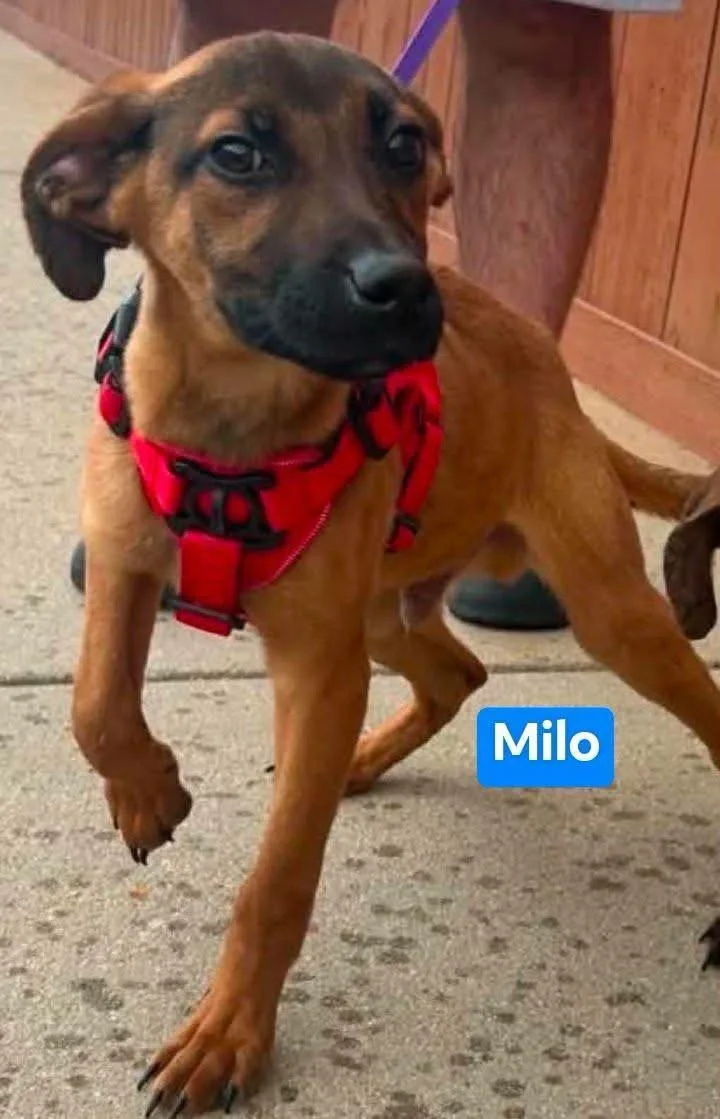 Milo thumbnail 2