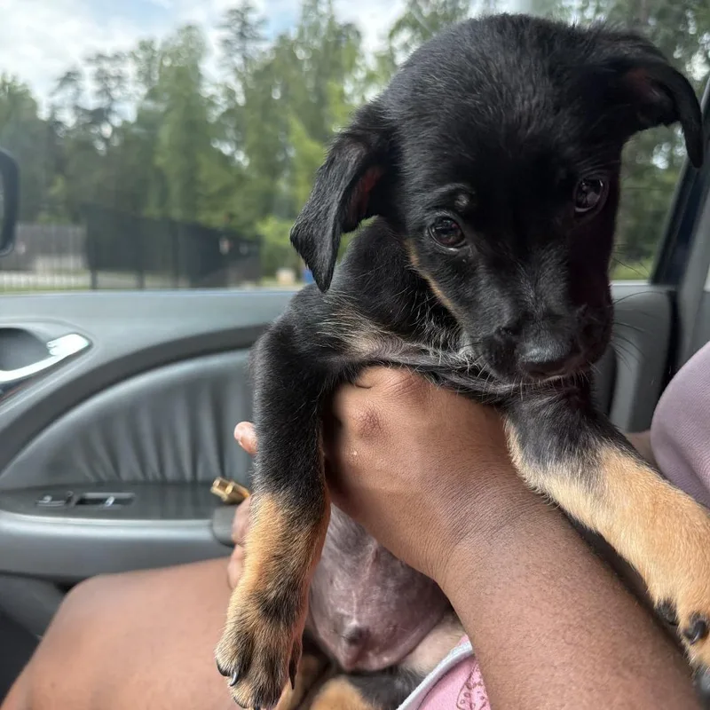 A baby small-sized male Black Mixed Breed dog named Boss Dawg for adoption in Greensboro, NC