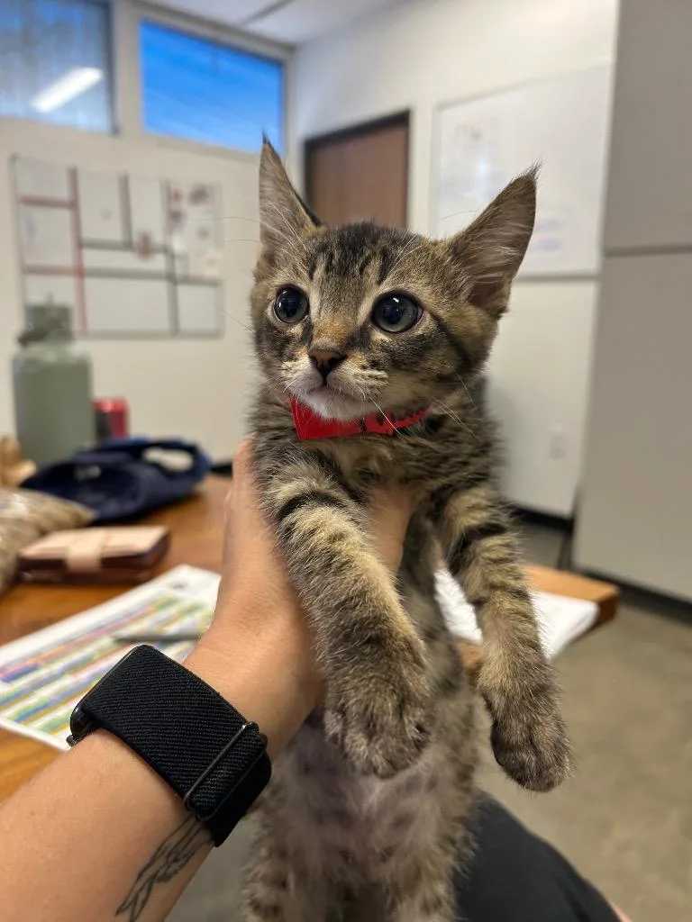 A baby small-sized male Domestic Short Hair cat named Thomas the Train for adoption in Thousand Oaks, CA