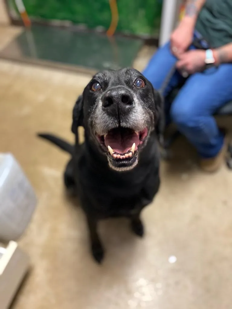 A senior large-sized male Labrador Retriever dog named Phoebe for adoption in New Braunfels, TX