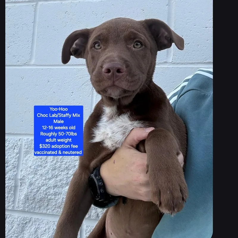 A baby large-sized male Chocolate Labrador Retriever dog named Yoohoo for adoption in Oviedo, FL