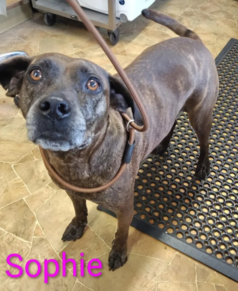 An adult large-sized female Catahoula Leopard Dog dog named Sophie for adoption in Mena, AR