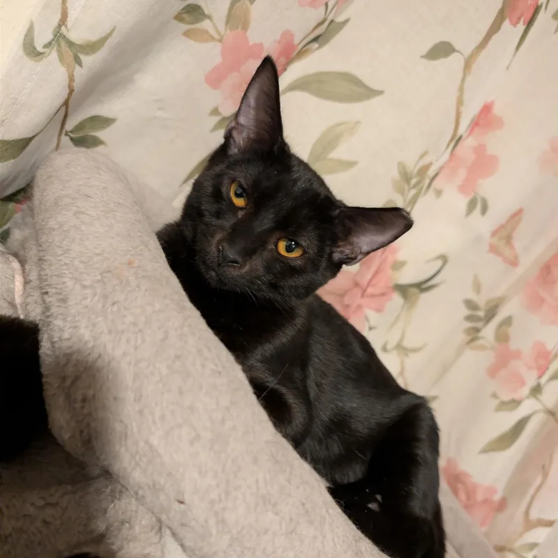 A baby small-sized male Black Domestic Short Hair cat named Jet for adoption in Chandler, AZ