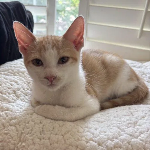 A baby small-sized male Domestic Short Hair cat named Lapis for adoption in Gilbert, AZ