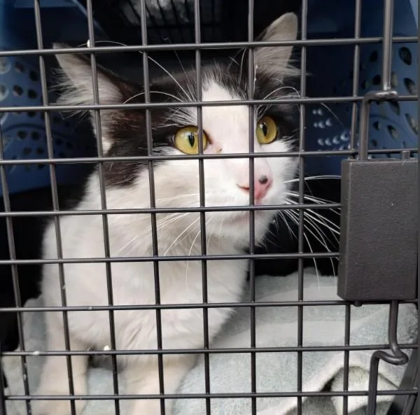 An adult small-sized male Domestic Medium Hair cat named Ruben for adoption in Alameda, CA