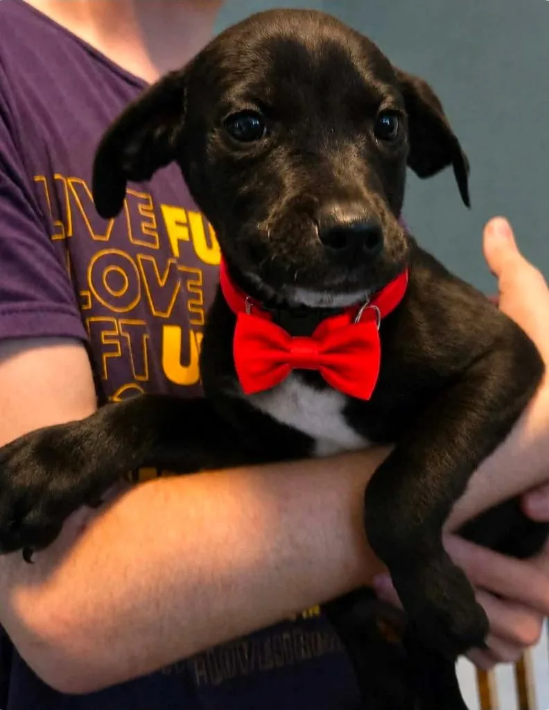 A baby medium-sized male Labrador Retriever dog named Archey for adoption in El Dorado, AR