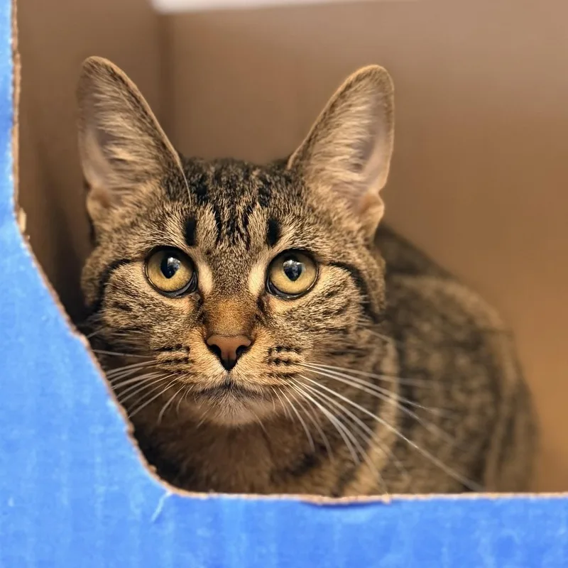 A baby medium-sized female Tabby (Brown / Chocolate) Domestic Short Hair cat named Stevia for adoption in Columbus, OH