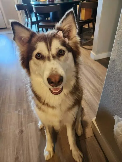 An adult large-sized female Siberian Husky dog named Ember for adoption in Waco, TX