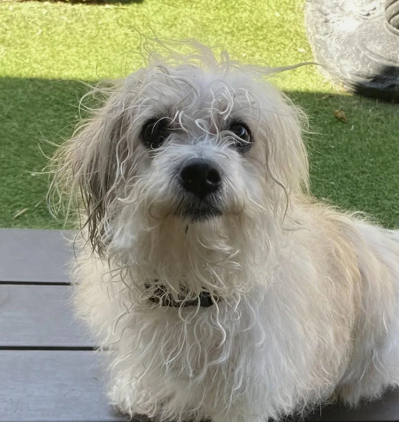 An adult small-sized female Shih Tzu dog named Layla for adoption in Oakland Park, FL