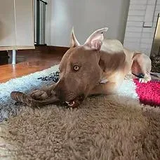 A young medium-sized female Pit Bull Terrier dog named Lucy for adoption in Albuquerque, NM
