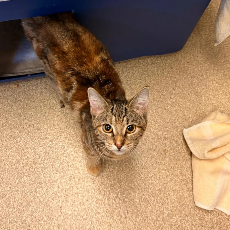 A young medium-sized female Brown / Chocolate Domestic Short Hair cat named Ella Mae for adoption in Bristol, IN