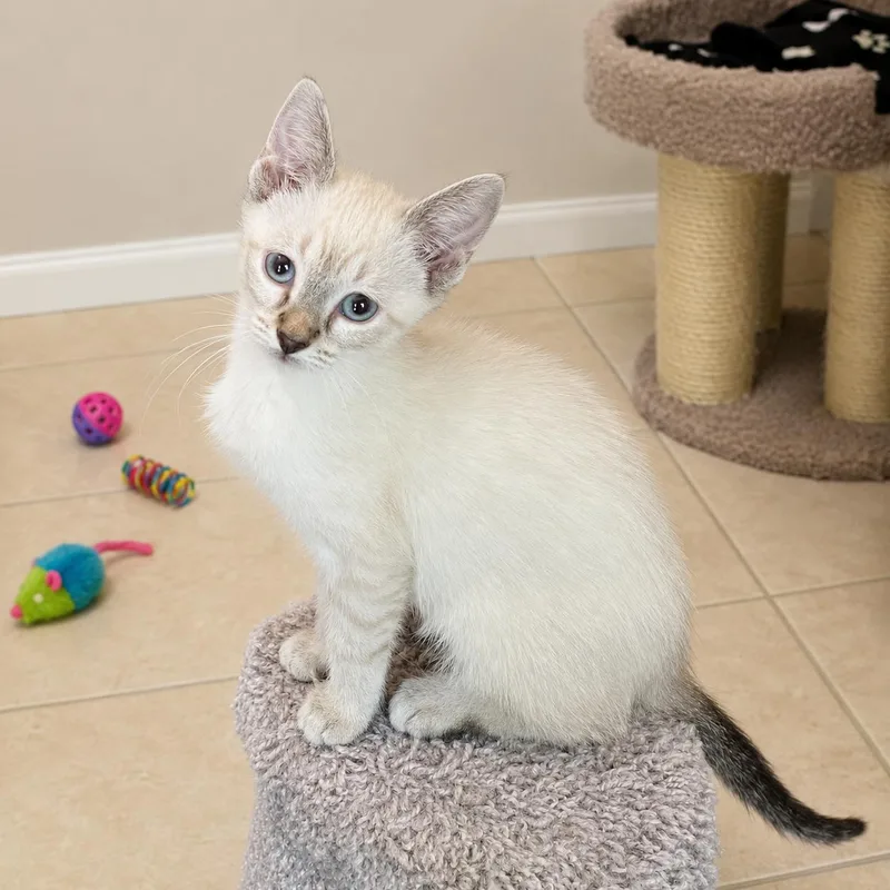 Emmy thumbnail 2