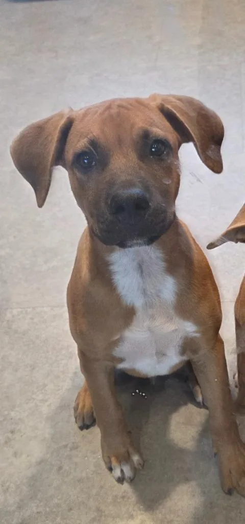 A baby medium-sized female Mixed Breed dog named Waffles for adoption in Bossier City, LA