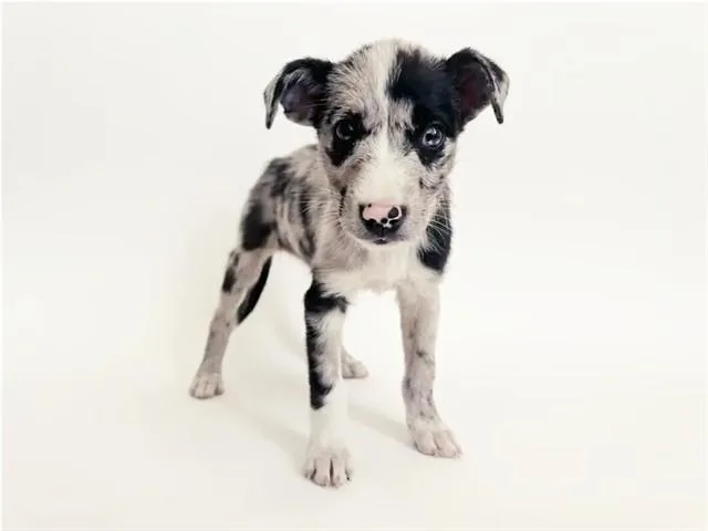 A baby small-sized female Terrier dog named Nelly for adoption in Saint Louis, MO