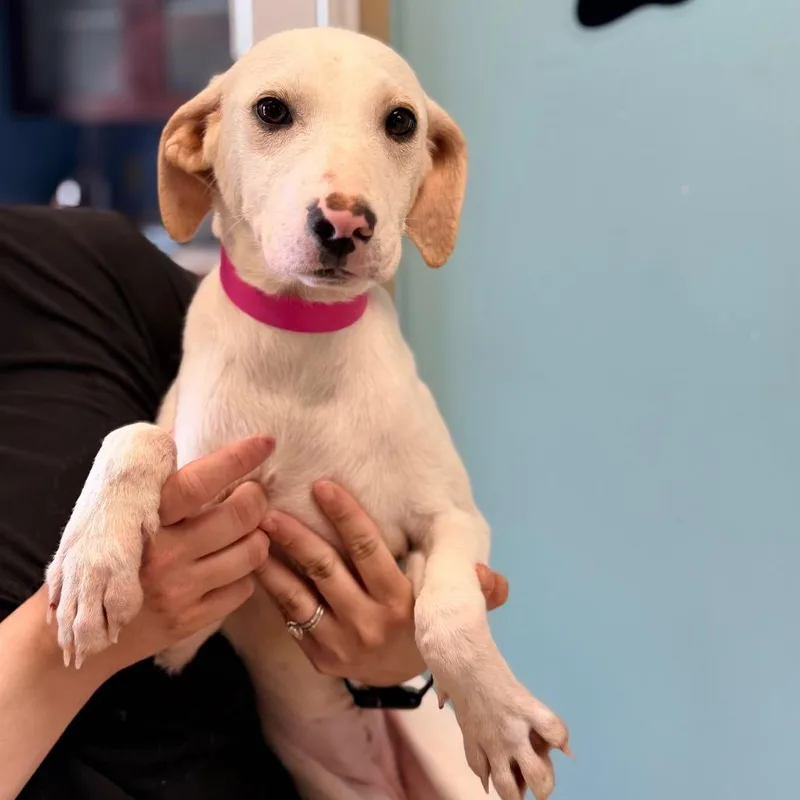 A young small-sized female White / Cream Whippet dog named Macy for adoption in Columbus, GA