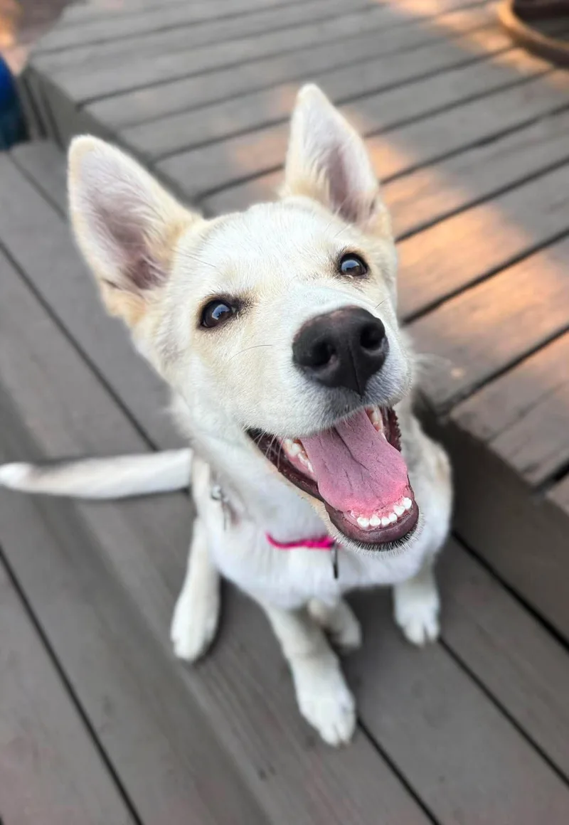 Maple