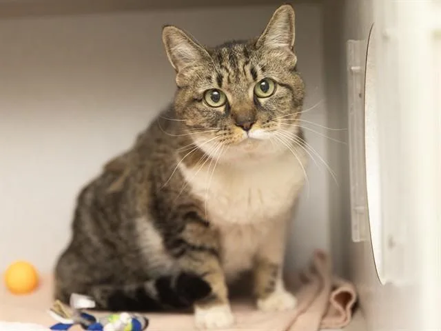 An adult medium-sized female Domestic Short Hair cat named Slinky for adoption in Phoenix, AZ