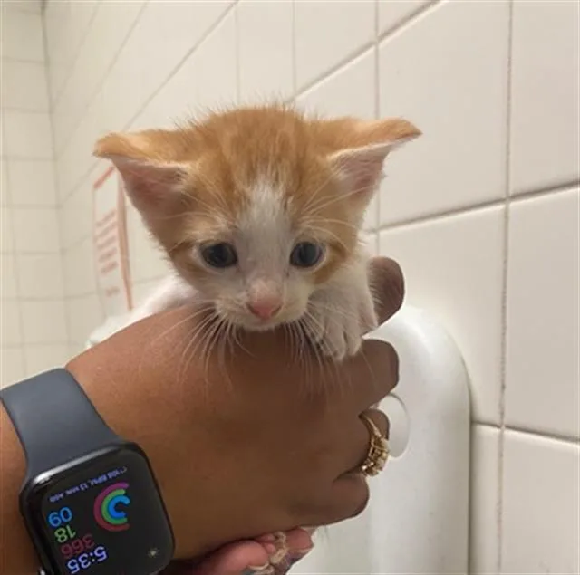 A baby medium-sized male Domestic Short Hair cat named Jacob for adoption in Dallas, TX