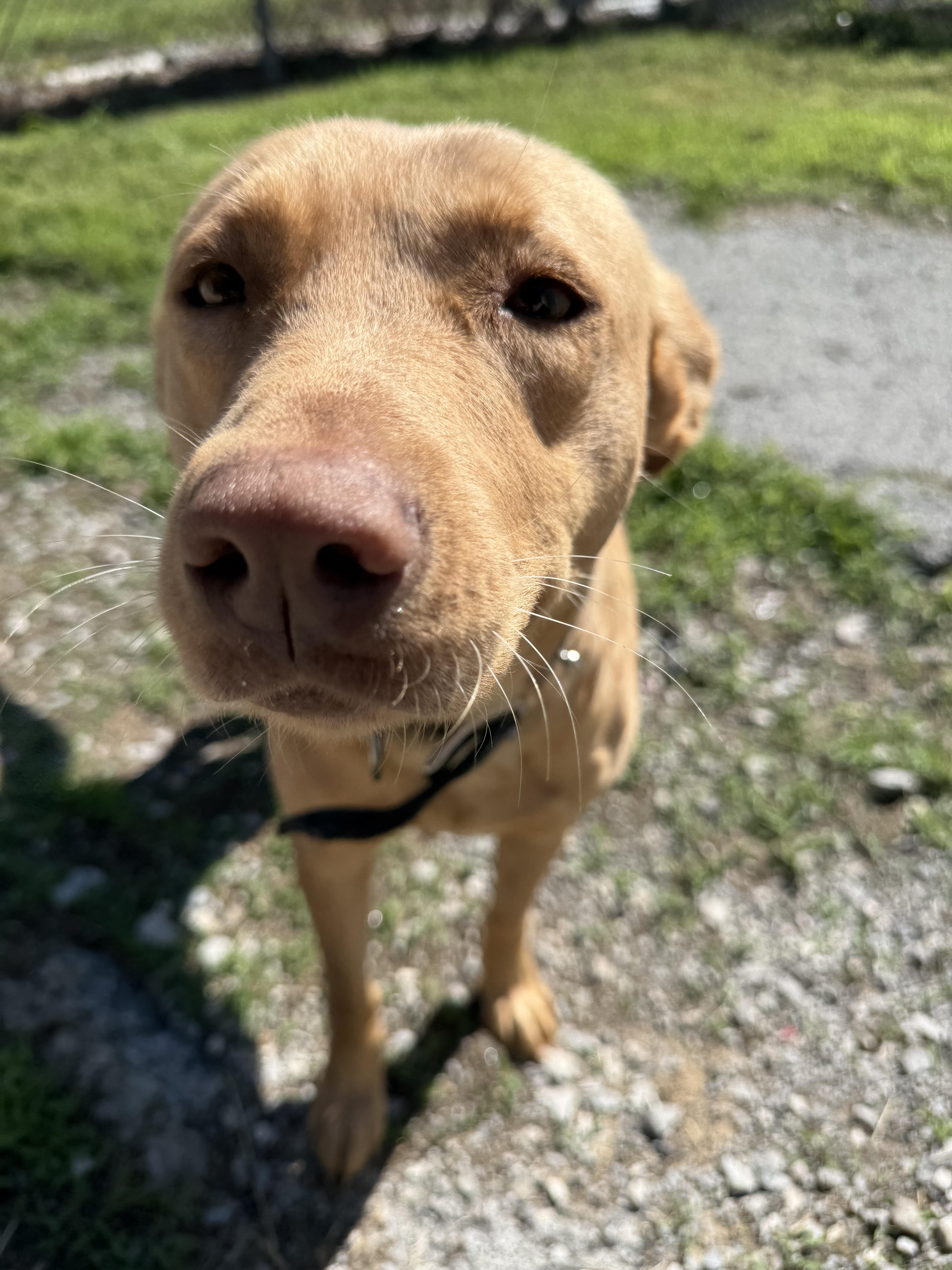 A young medium-sized female Yellow Labrador Retriever dog named Goldie for adoption in Lewisburg, TN