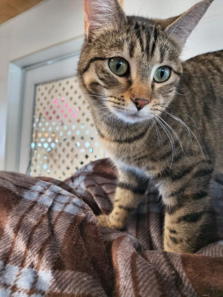 A young small-sized female Domestic Short Hair cat named Heidi for adoption in Berlin, MD