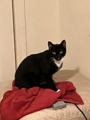 An adult small-sized female Domestic Short Hair cat named Luna for adoption in Atlanta, GA