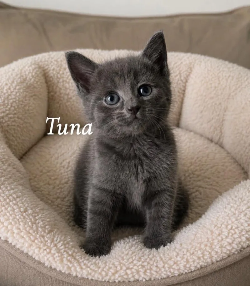 Tuna thumbnail 4