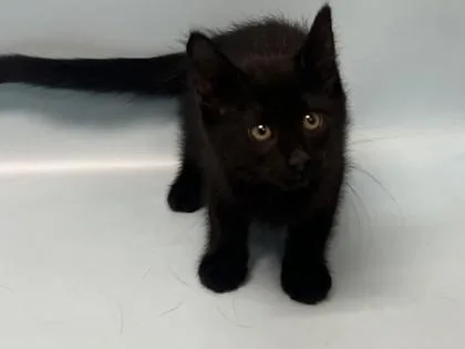A baby small-sized female Domestic Short Hair cat named Jupiter for adoption in Woodbury, MN