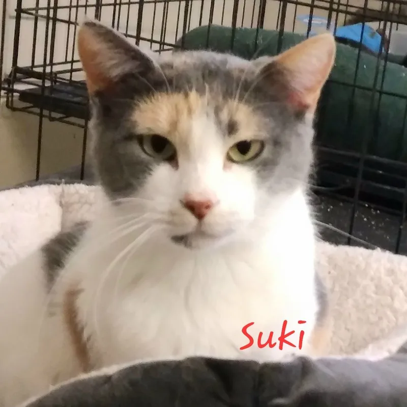 Suki