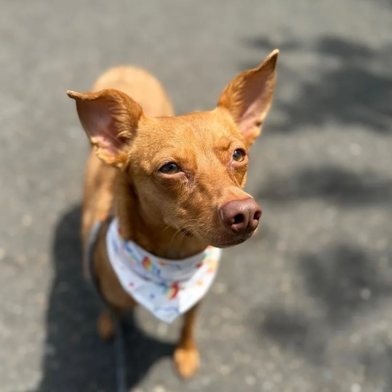 An adult small-sized female Red / Chestnut / Orange Chihuahua dog named Ari for adoption in Newberg, OR