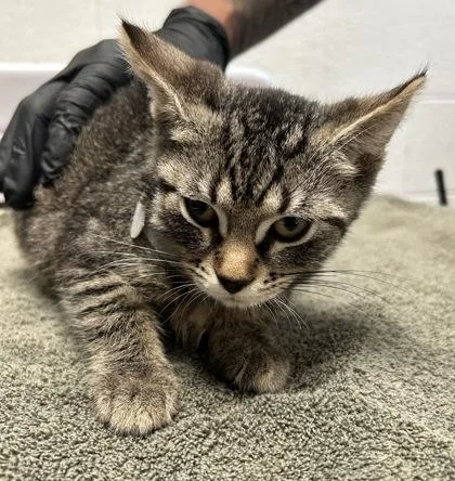 A baby small-sized female Domestic Short Hair cat named Deidre for adoption in Fairfax, VA