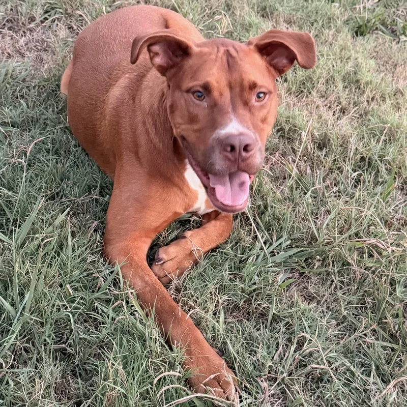 An adult large-sized male Red / Chestnut / Orange Labrador Retriever dog named Turkey for adoption in Pilot Point, TX