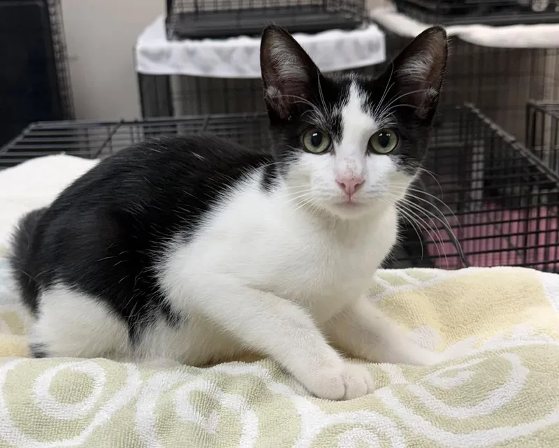 A baby medium-sized male Domestic Short Hair cat named Munchkin for adoption in Little Rock, AR