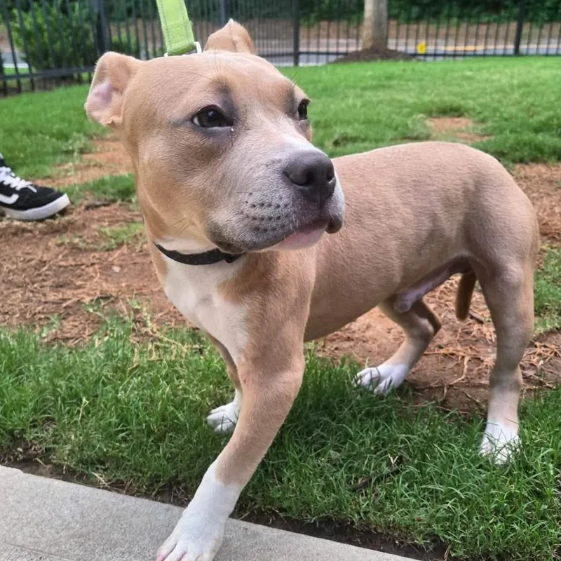 A baby medium-sized male Yellow / Tan / Blond / Fawn Mixed Breed dog named Bumblebee Jax for adoption in Long Island City, NY