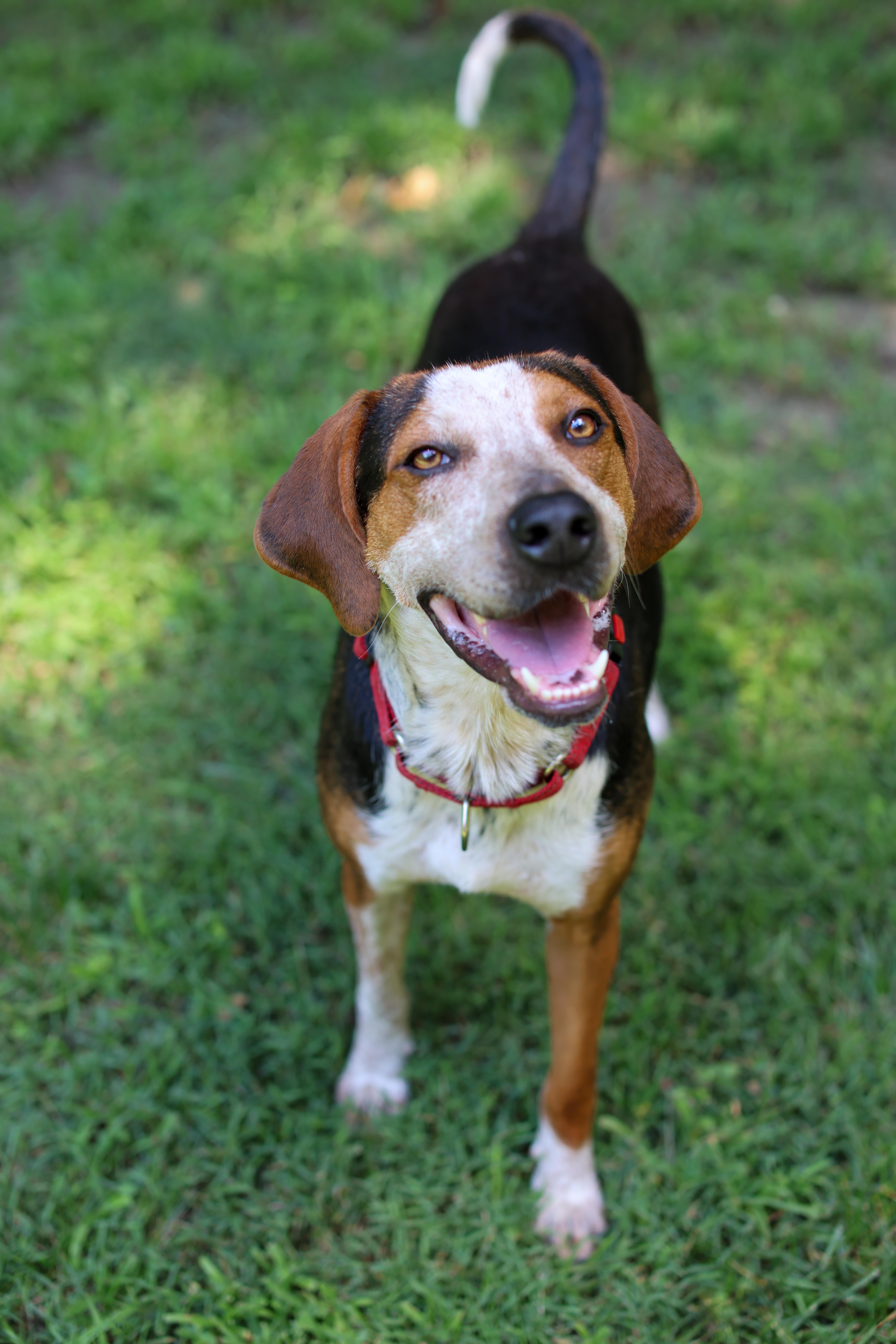 An adult medium-sized male Terrier dog named Ace for adoption in Cornelius, NC