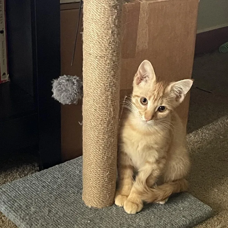 A baby small-sized male Orange / Red Domestic Short Hair cat named Simba for adoption in Baytown, TX