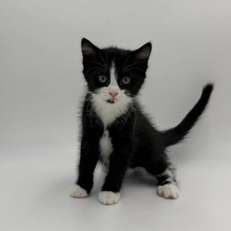 A baby medium-sized female Domestic Short Hair cat named Flame for adoption in State College, PA