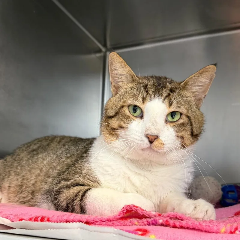 An adult medium-sized male White Domestic Short Hair cat named Chatterbox for adoption in Newport, NC